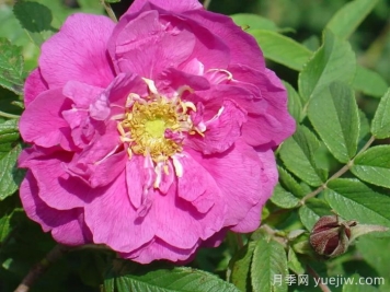 平阴玫瑰有哪些品种？