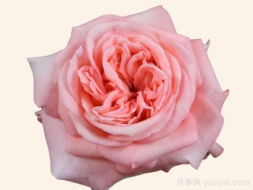 10款让人一眼心动的粉色系奥斯汀花型月季