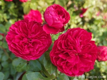 欧月的养护要点