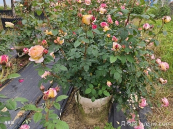 月季在十月份的管护技术