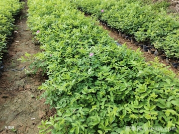 永登县苦水镇万亩玫瑰产业灿烂绽放