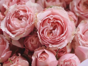 朱丽叶塔月季，把法式温柔捧在手心里