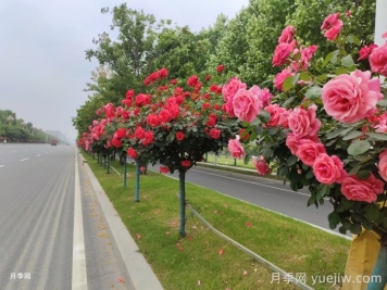 势如破竹的彩色树种