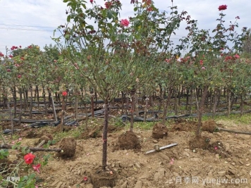 10月，月季为啥掉叶子？