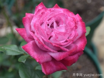 不同季节，为什么月季开的颜色不一样？