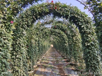 北方藤本月季，秋剪还是冬剪？弄对时间来年爆花