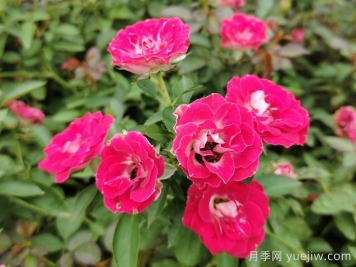 花灌绿篱和草坪秋季施肥措施