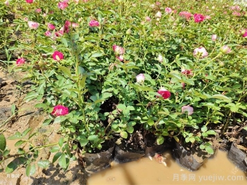 花卉苗木养护管理主要有几方面？