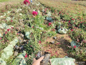 丰花月季小苗怎么养？