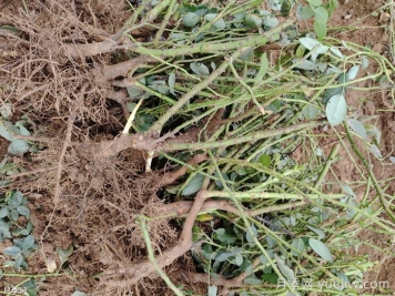 月季苗种植后多久发芽？