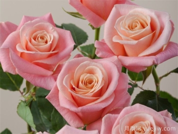 猪猪小姐月季，甜蜜风粉橙双色玫瑰