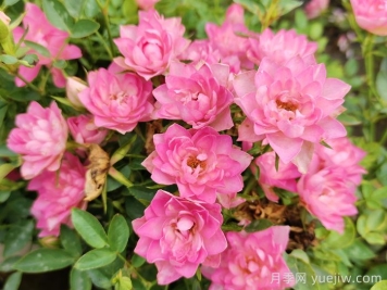 天荷繁星月季，夏天浪漫的小荷花