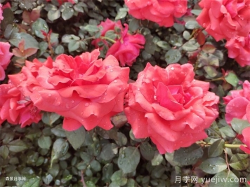 月季养殖之五忌六戒九原则