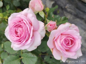 叶面肥在月季上的应用