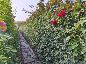 藤本月季的种植与养殖方法