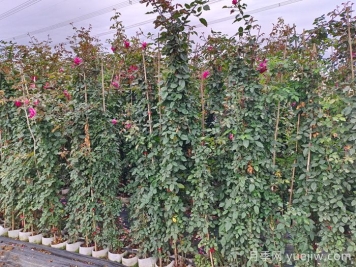 藤本月季的扦插与繁殖技术