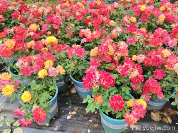 小月季花的养殖方法及图片，微月怎么养？