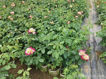 月季施肥技术管理