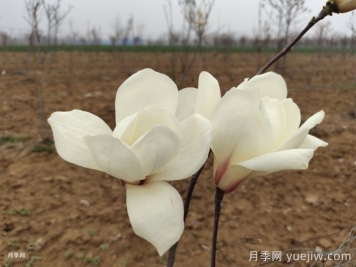 苗木科普：白玉兰