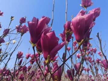 南召云阳镇：打造辛夷之乡和玉兰之乡