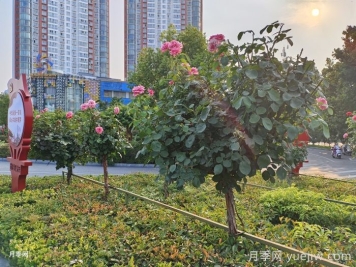 北方乡村绿化的主要苗木品种推荐和配置之道