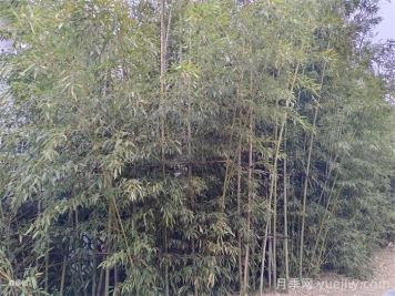 竹子长出来的侧枝能去掉吗？