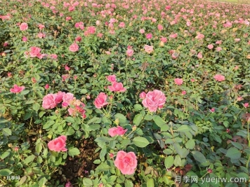 苗木叶子发黄，是缺什么肥料？