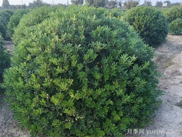 海桐球好养还好看，园林人的省心选手