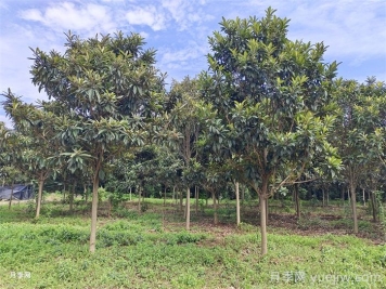 枇杷树的修剪办法关键