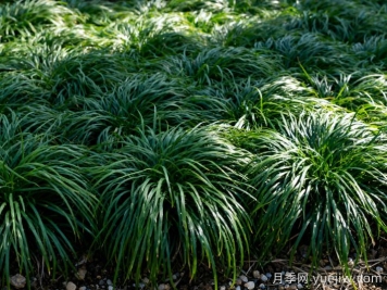 姬岩垂草能活几年？