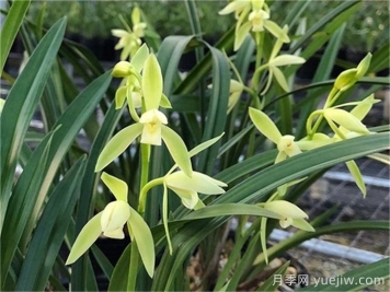 秋季兰草花的病虫害防治