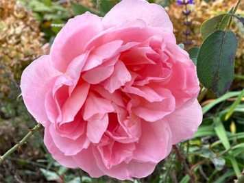 舍农索城堡的女人月季介绍和优缺点