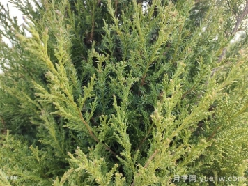 常用20种常绿绿篱特点和养护