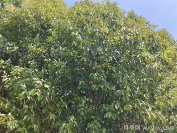 城市里适合种哪些树木？