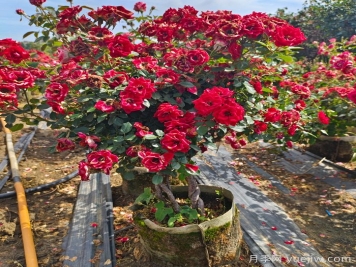 如何使月季多开花？