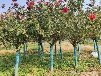 秋季树桩月季移栽成活的关键