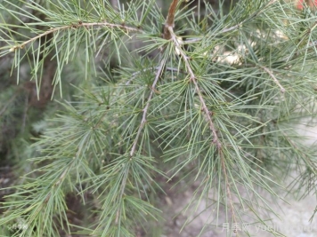 雪松是松树的一种吗？