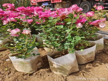 花箱种植月季有什么要求？