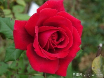 恩钿女士月季，镌刻东方贡献的月季传奇