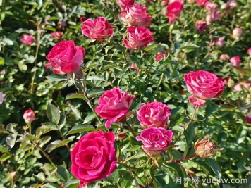 深秋里的月季，是希望的信使