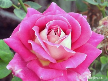 艾伦阿贝尔月季