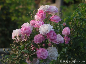 阿伦斯堡诺伊斯特月季