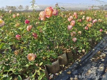 冬季如何给月季浇水？