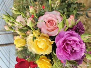 月季花不开花光长叶？修剪施肥日晒花苞涨不停