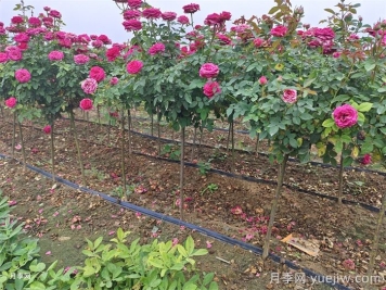 月季产地：南阳方城博望镇