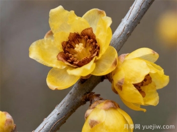 腊梅的养殖方法和注意事项