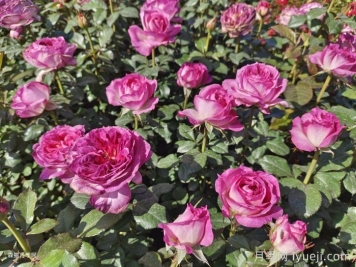 吕梁市花是什么？适合种月季吗？