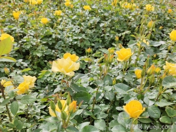 月季花怎样修剪开花多？