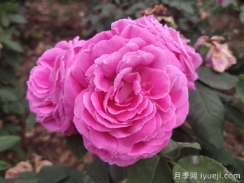 月季种苗高效生产标准化的经济效益