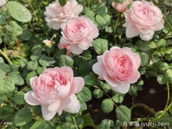 宿州植物园，月季花开醉游人